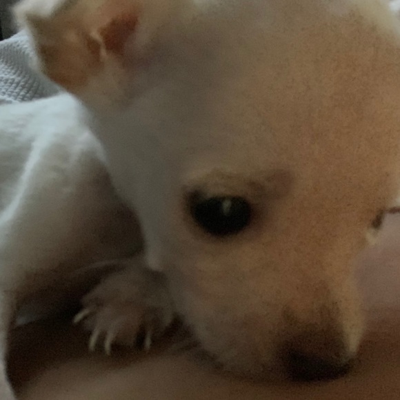 Meet your Posher, Mariana - Picture 1 of 1